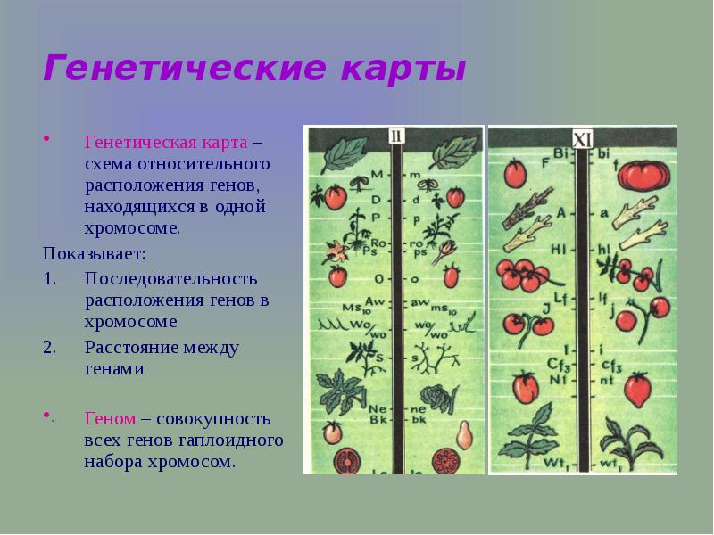 Сцепленное наследование презентация