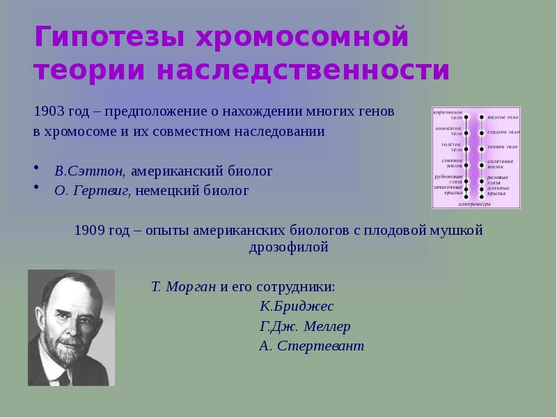 Хромосомная теория наследования 10 класс презентация