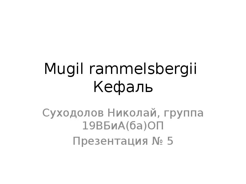 Mugil rammelsbergii  Кефаль Суходолов Николай, группа 19ВБиА(ба)ОП Презентация № 5