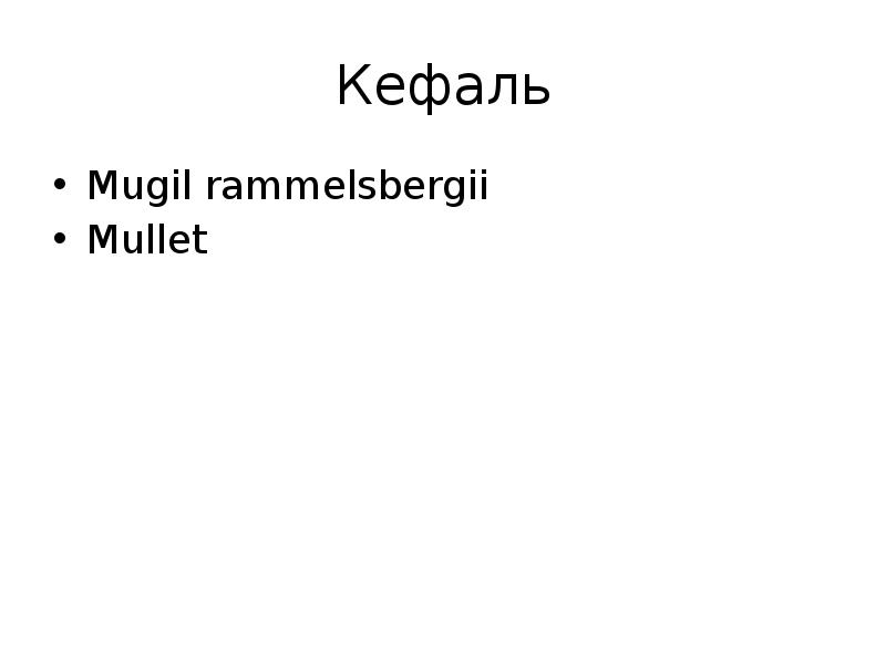 Кефаль Mugil rammelsbergii  Mullet