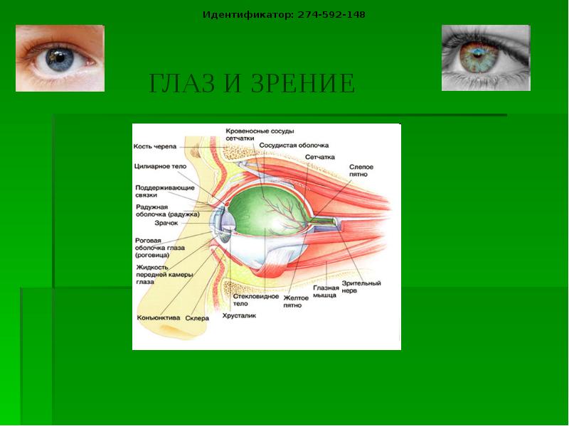 Доклад по физике на тему зрение. Презентация на тему зрение. Глаз и зрение физика. Строение глаза физика. Строение глаза с точки зрения физики.