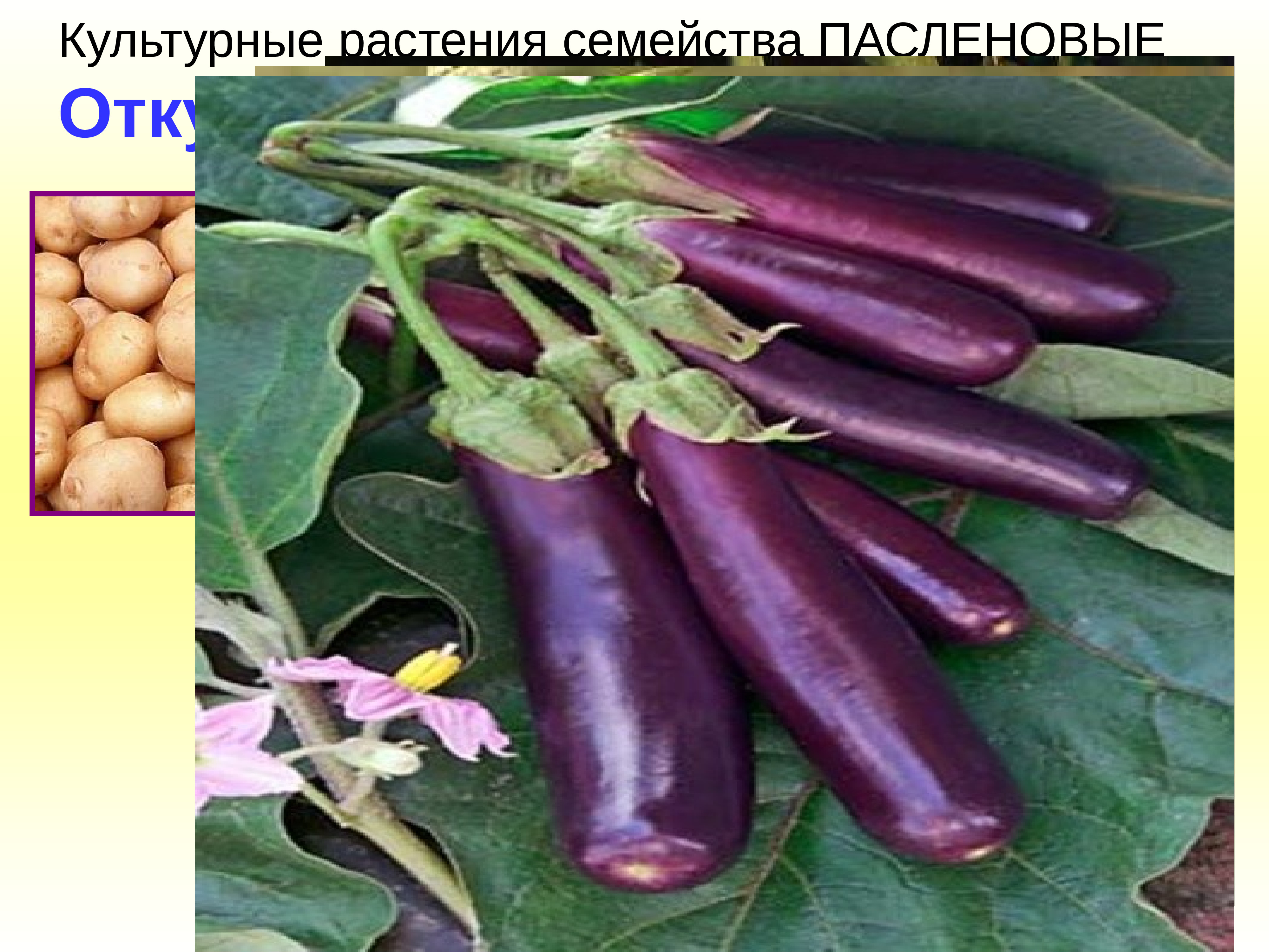 Культурные пасленовые. Паслёновые Паслёновые. Культурные растения семейства пасленовых. Паслёновые (подсемейство). Семейство пасленовых фото.