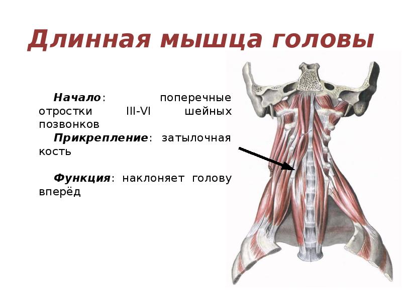 Самая длинная мышца в теле человека. Длинная мышца головы. Длиннейшая мышца головы. Длинная мышца шеи прикрепление.