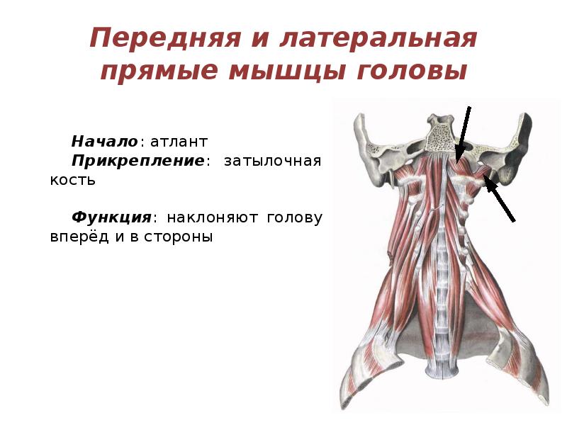Синдром нижней косой мышцы головы. Большая прямая мышца головы латынь. Rectus capitis posterior major. Большая задняя прямая мышца головы. Передняя прямая мышца мышца головы.