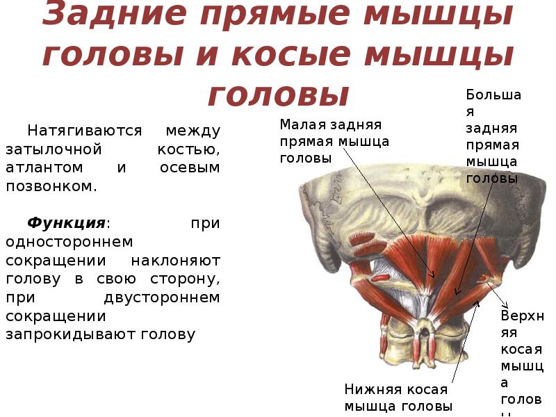Прямая мышца где. Подзатылочные мышцы шеи анатомия. Малая задняя прямая мышца головы. Нижняя косая мышца головы анатомия. Прямые мышцы головы.