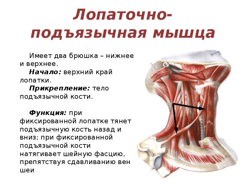 Начни верхний. Лопаточно-подъязычная мышца функции. Лопаточно подъязычная мышца шеи функции. Мышцы подъязычной кости.