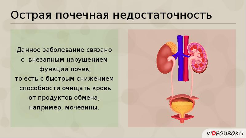 Профилактика заболеваний органов мочевыделительной системы