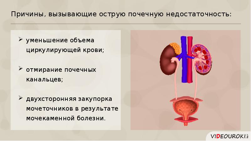 На интенсивность изображения мочевых путей влияют