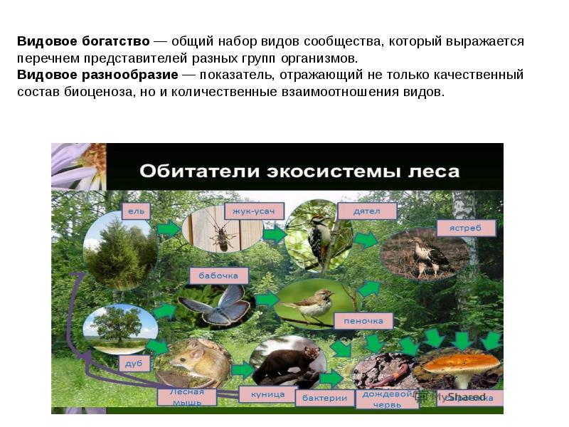 Виды сообществ. Видовое богатство. Видовое разнообразие сада. Видовое богатство и видовое разнообразие. Видовое богатство сообществ зависит.