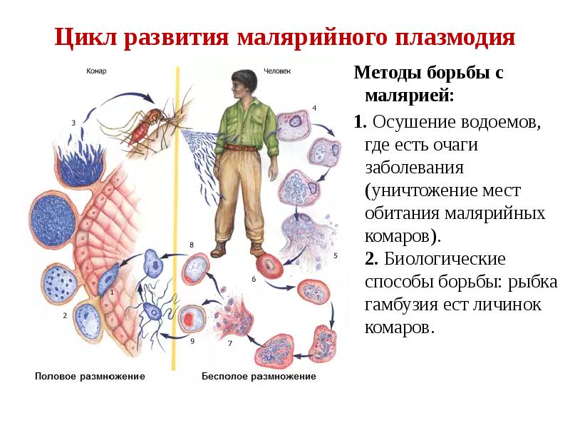 Возникновении малярии. ЖЦ малярийного плазмодия. Жизненный цикл малярийного плазмодия. Цикл развития малярийного плазмодия. Схема развития малярийного плазмодия.