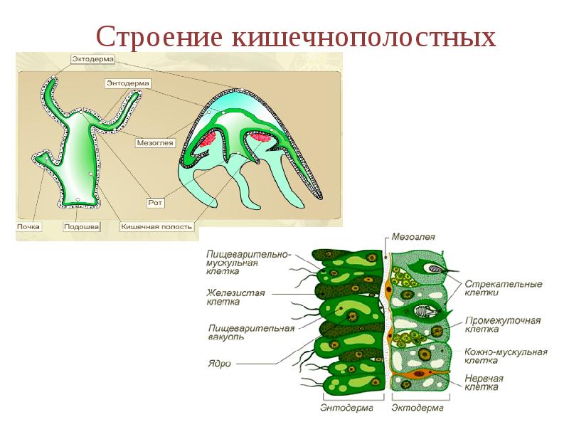 Презентация кишечнополостные егэ биология