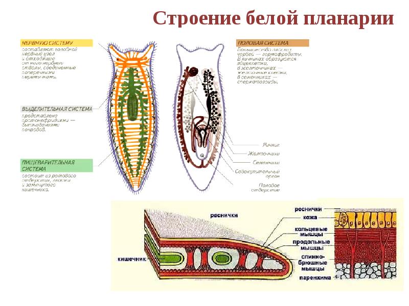 Плоские черви системы рисунок. Выделительная система планарии. Поперечный разрез тела белой планарии. Молочная планария строение. Кровеносная система плоских червей.