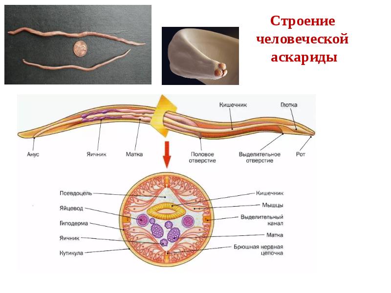 Аскарида строение. Аскарида человеческая строение. Кольцевидная перетяжка аскариды.