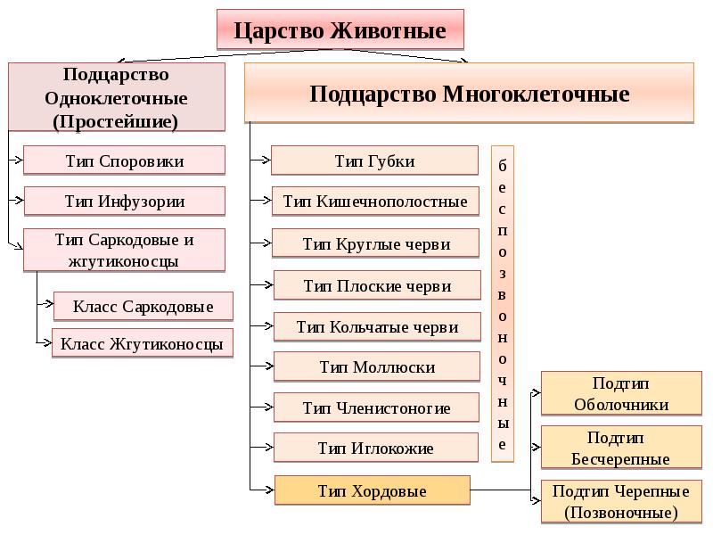 Схема царство подцарство и тд