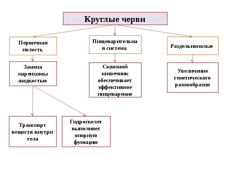 Черви какое царство животных. Генетическое разнообразие животных. гидроскелет червей. функция гидроскелет. гидроскелет у каких червей.