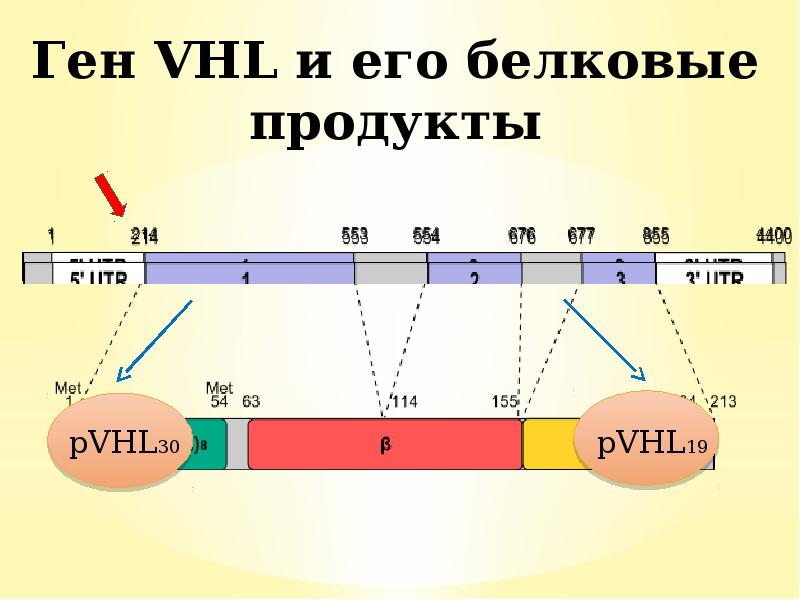 Ген VHL и его белковые продукты Ген VHL и его белковые продукты