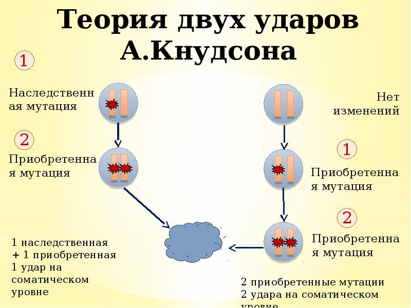 Теория двух ударов А.Кнудсона Теория двух ударов А.Кнудсона