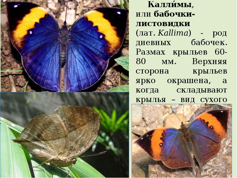 украинские мотыльки. нимфалиды чешуекрылые. папилио демолеус бабочка. дневная бабочка 7. дневная бабочка 7.