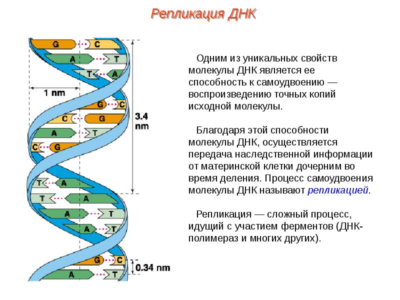 Презентация на тему днк