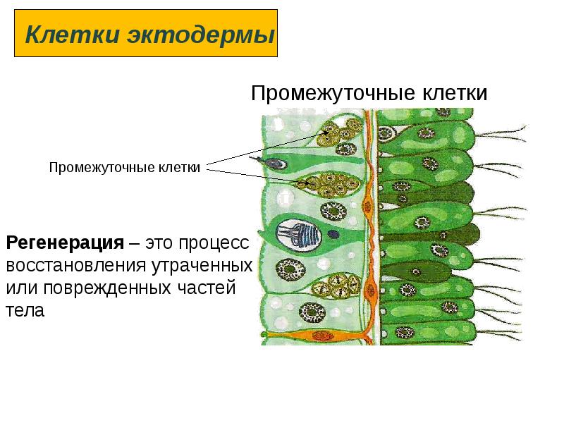 Промежуточный клеточный тип