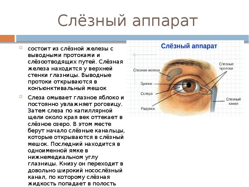 Носослезный канал открывается. Слезная железа и слезный мешок. Строение глаза слезный мешок , железа. Слезный аппарат строение и функции. Анатомия глаза слезного канала.