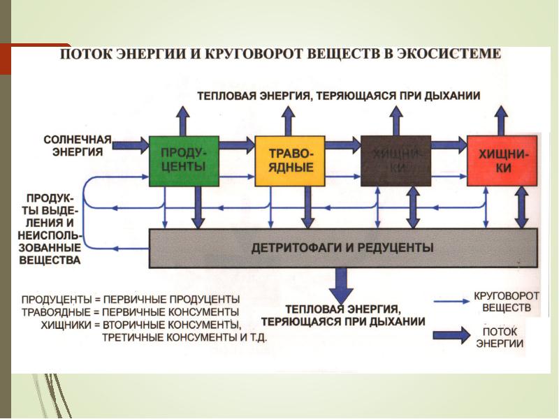 Данная схема потока энергии в экосистеме иллюстрирует закон