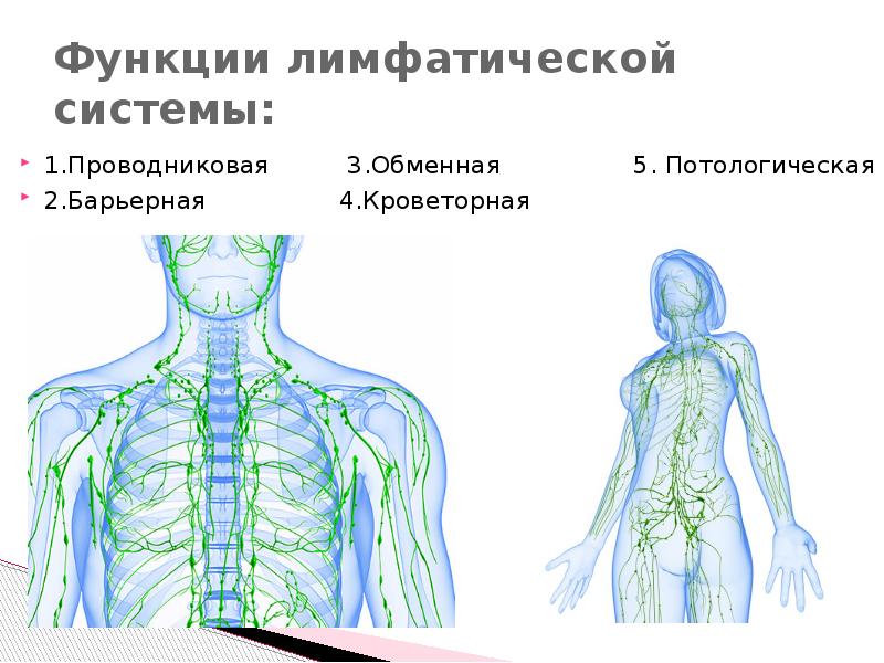 Функции лимфы. Функциональная анатомия лимфатической системы. Функции лимфатической системы. Лимфатическая система анатомия презентация. Барьерная функция лимфатической системы.