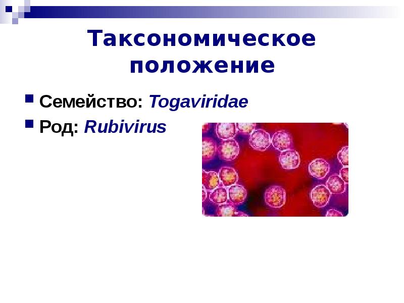 Тогавирусы вирус краснухи презентация