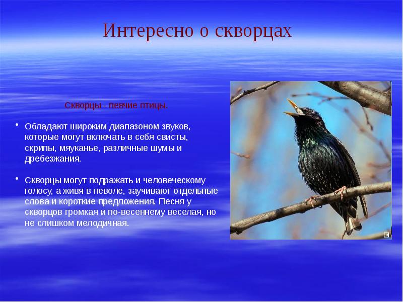 Почему хорошо на свете дудочкин. Певчий скворец. Какие птицы могут подражать человеческому голосу. Скворец может подражать. Птицы которые могут имитировать голоса.