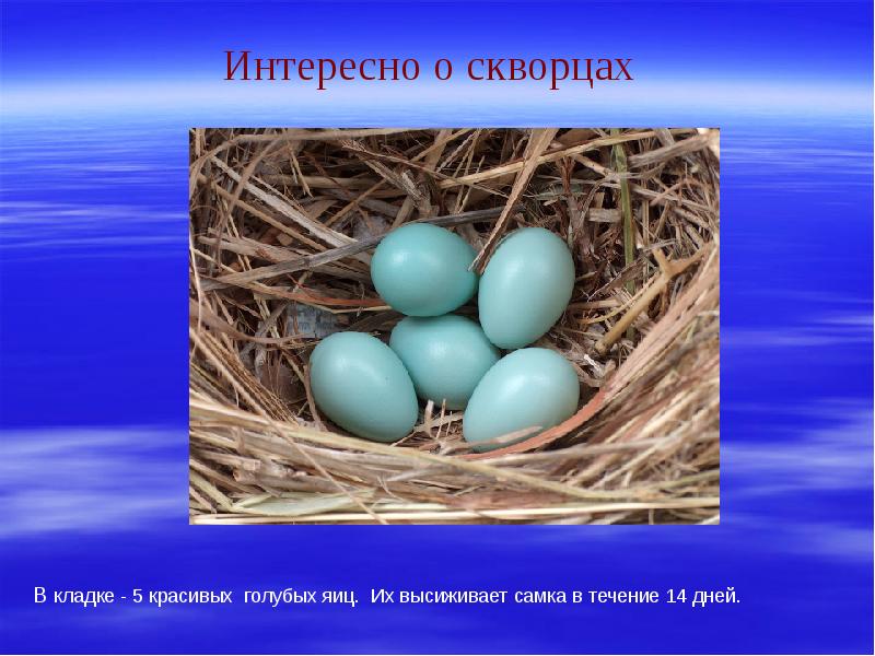 Яйца скворца. Голубые яйца у какой птицы. Свойства голубых яиц. Никогда голубые как яйца. Дудочкина почему хорошо на свете читать