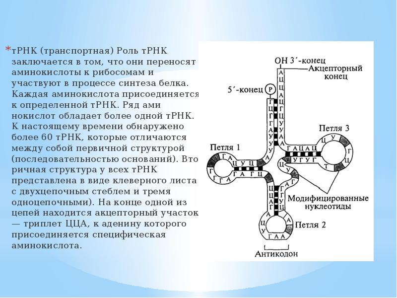 Рнк имеет форму. ТРНК Валин. Структура транспортной РНК, этапы синтеза ТРНК.. РНК строение структура. Т РНК строение антикодон.