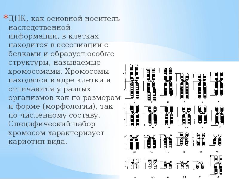 Носителями наследственной информации в клетке являются. Носители наследственной информации в ядре клетки. Носители наследственной информации в ядре клетки. Днк носитель генетической информации. Днк гены геном.