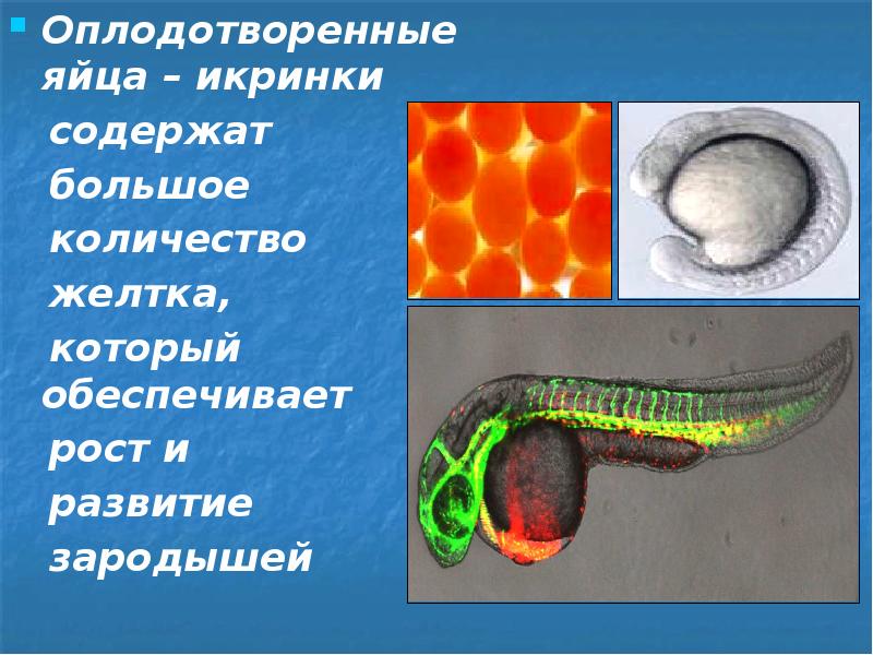 Пресмыкающиеся откладывают яйца с большим содержанием желтка. Эмбриональное развитие хордовых. Эмбриональное развитие птиц. Яйцевые оболочки.