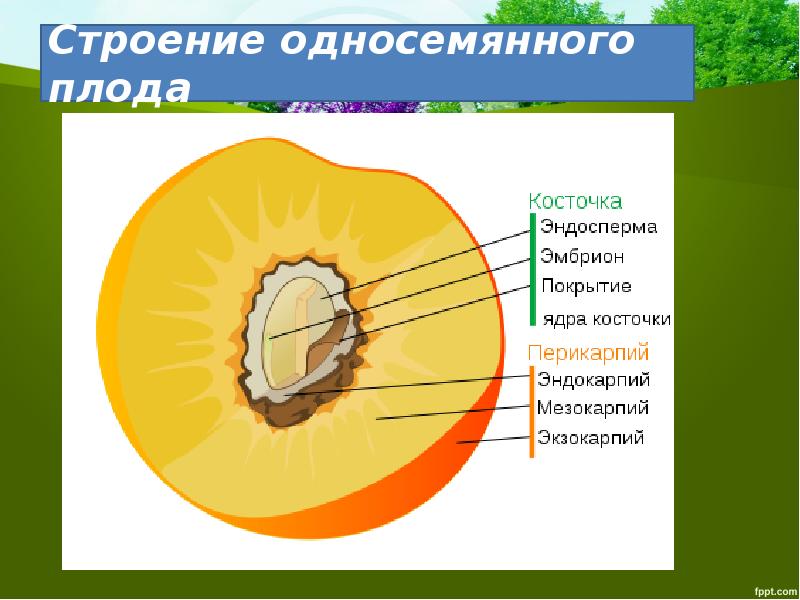 Схема плода биология 6 класс