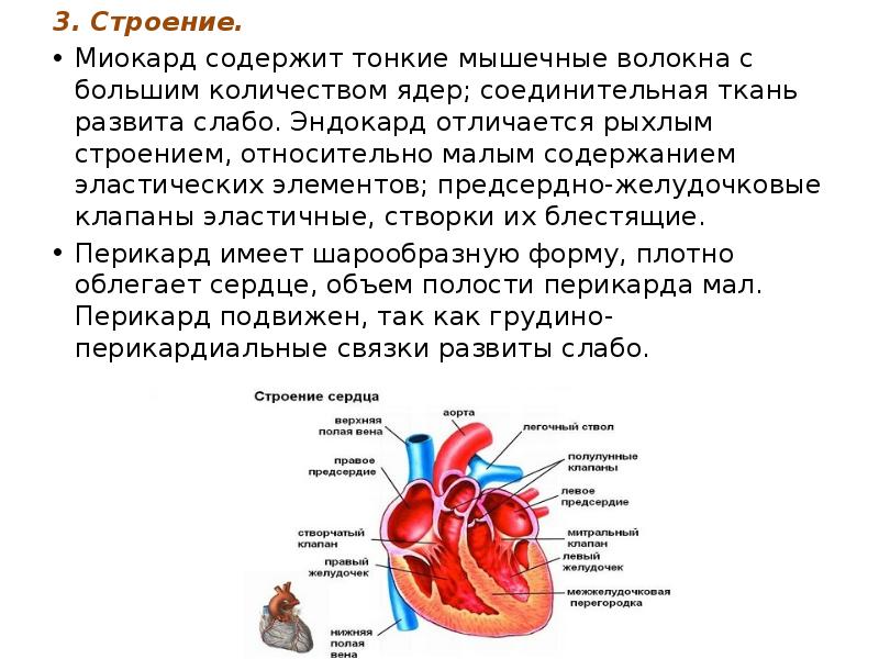 Анатомо физиологические особенности сердечно сосудистой системы