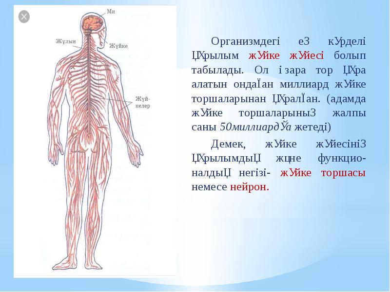 Орталық жүйке жүйесінің құрылысы мен қызметі презентация