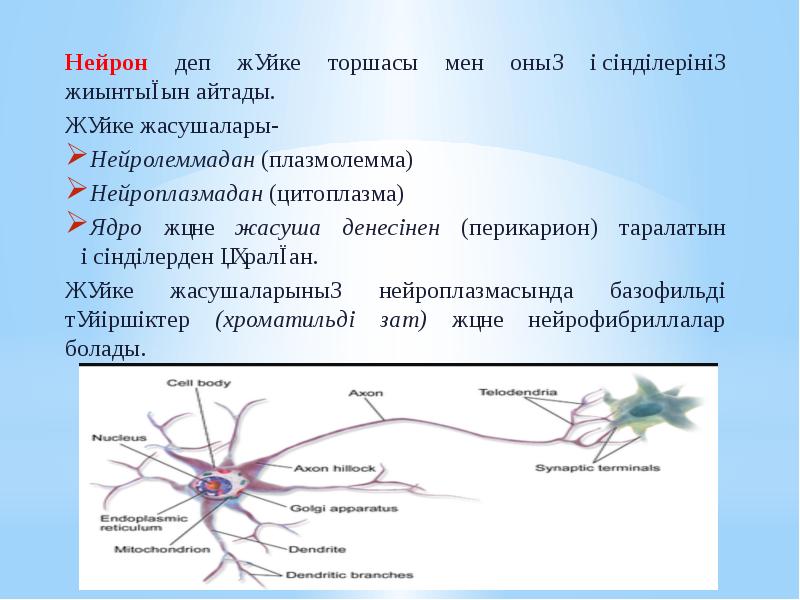 Орталық жүйке жүйесінің құрылысы мен қызметі презентация