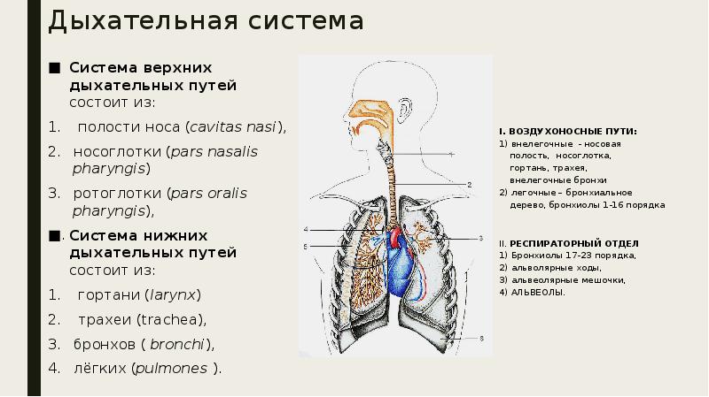 Средостение топографическая анатомия презентация