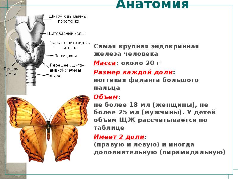 Щитовидная железа анатомия и физиология презентация