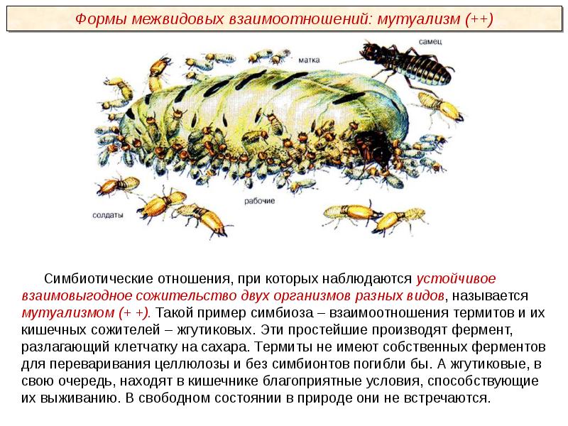 Насекомые презентация пименов