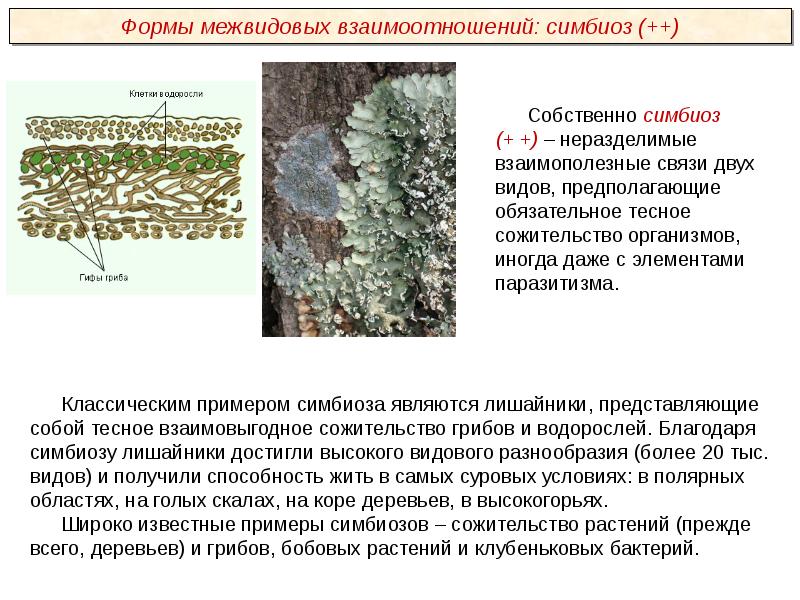 Пименов презентация грибы