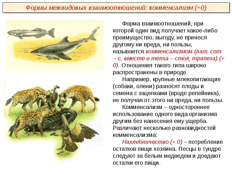 Межвидовые взаимоотношения презентация 11 класс