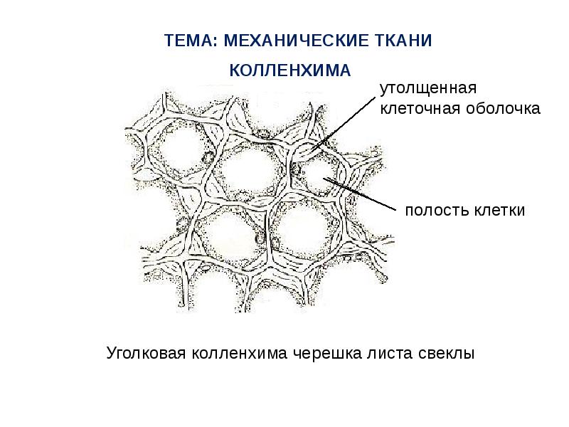 Какой цифрой на рисунке обозначена ткань имеющая одревесневшие утолщенные оболочки