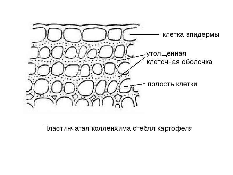 Верхний слой эпидермы на рисунке обозначена о буквой