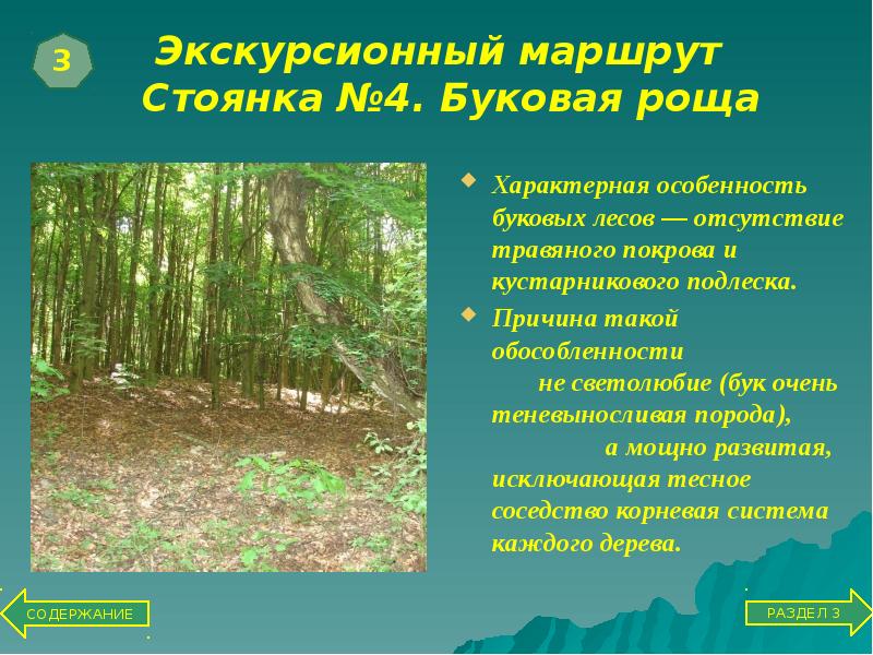 растительный мир лесотундры в россии кратко. экспорт древесины в мире. проблемы лесов. причины отсутствия лесов. семья лес пролески.