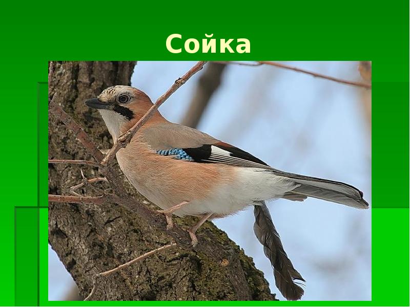 Лесные птицы свердловской области фото с названиями и описанием