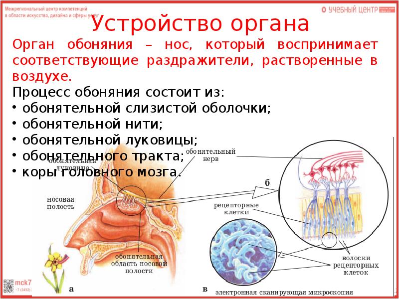 Проект нос орган обоняния 3 класс