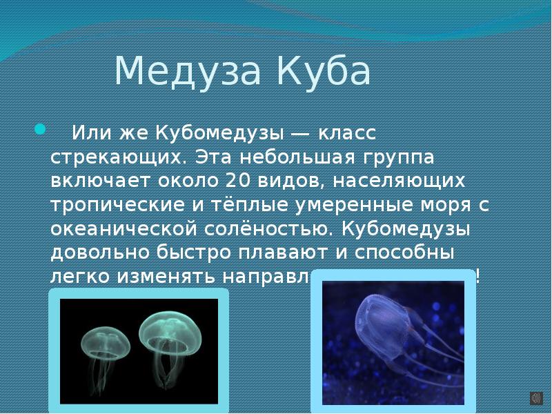 Презентация медуза 7 класс