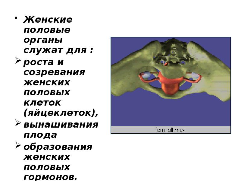 Презентация женская половая система