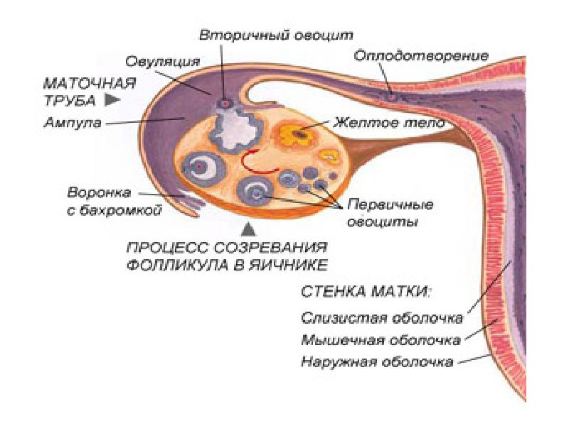 Схема строения внутренних женских половых органов